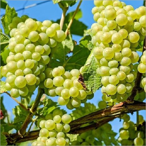 Fresh Green Grapes
