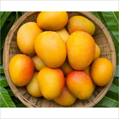 Fresh Mango