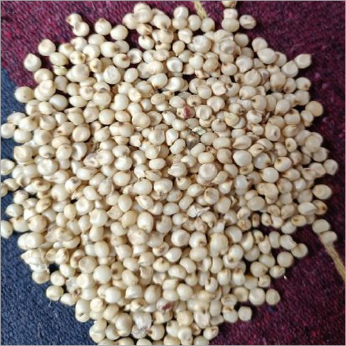 Sorghum Millet