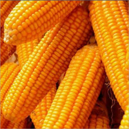 Yellow Maize