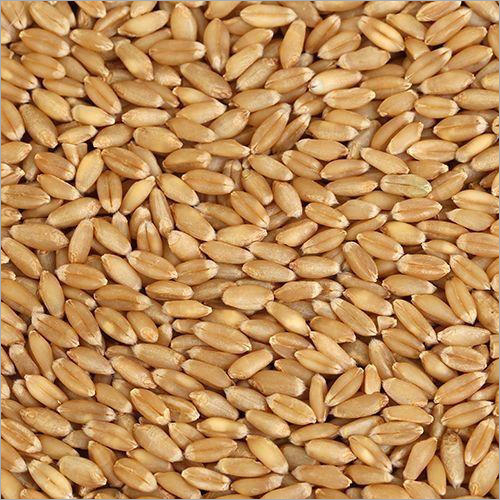 Wheat Grain
