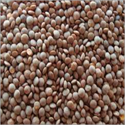 Brown Masoor Dal - Brown Color, Varied Size | High Protein, Rich Fiber, Heart Healthy, Easy to Cook