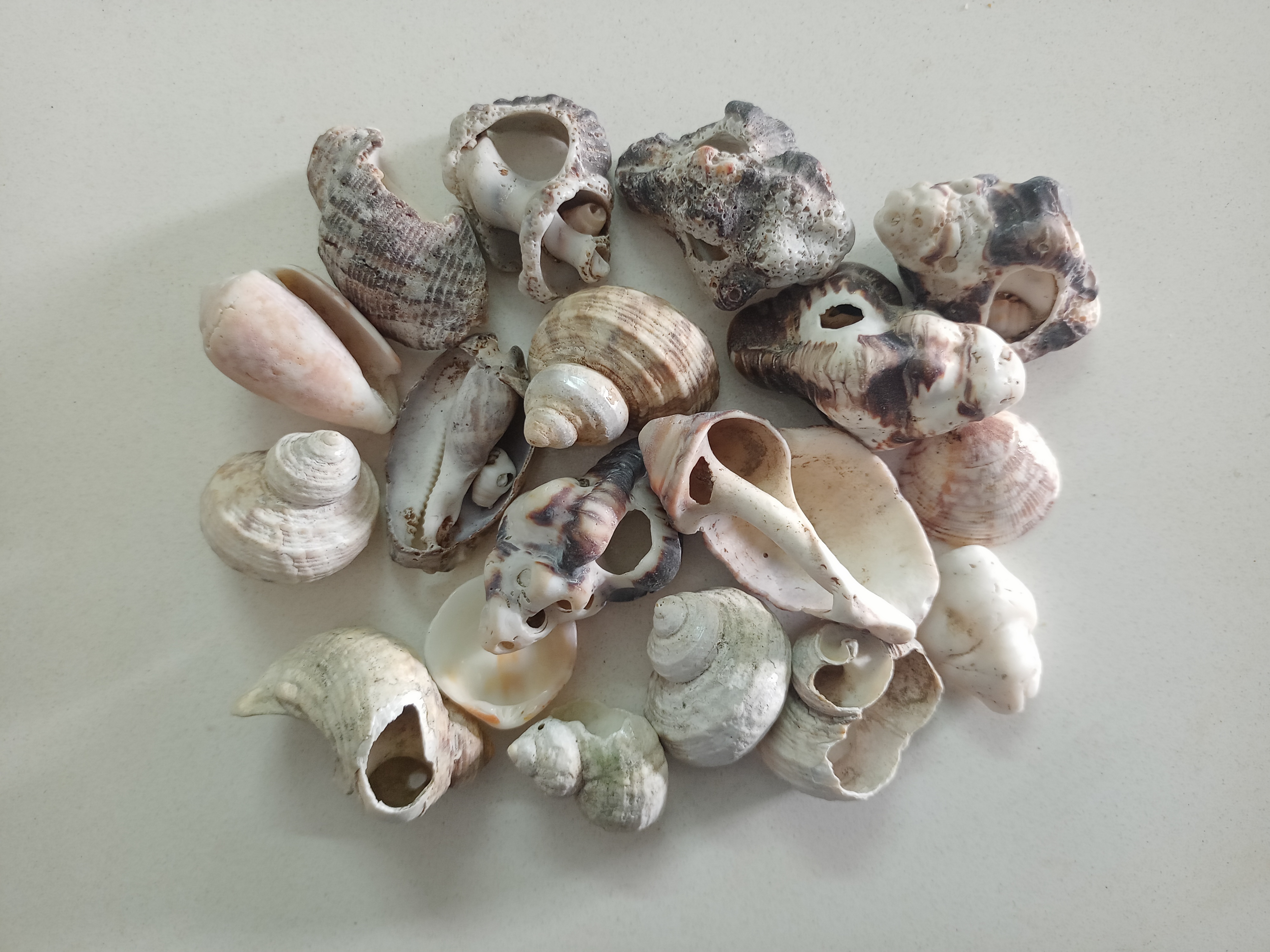 Crushed Seashell Mother Pearal For Floorind Handicraft