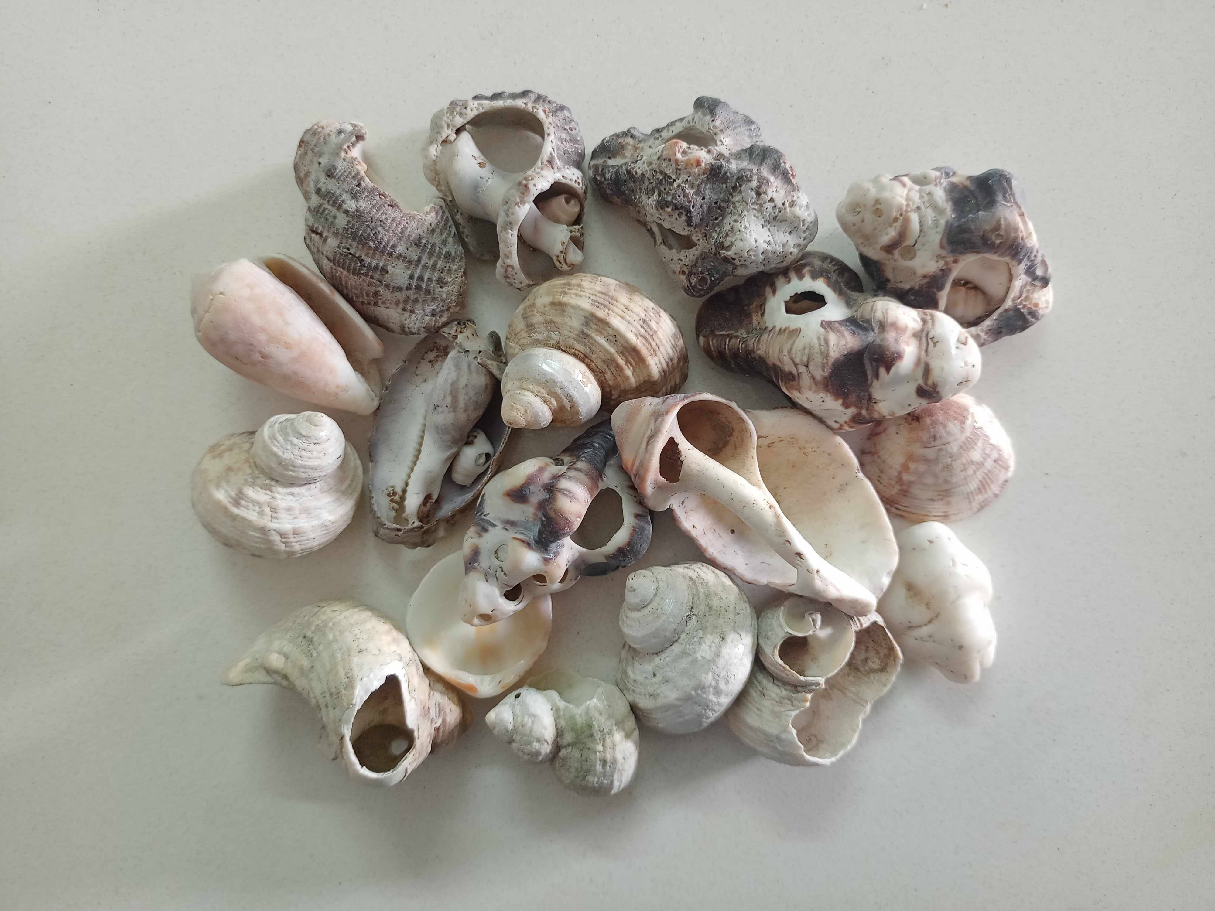 Crushed Seashell Mother Pearal For Floorind Handicraft art and craft hurbla medicines