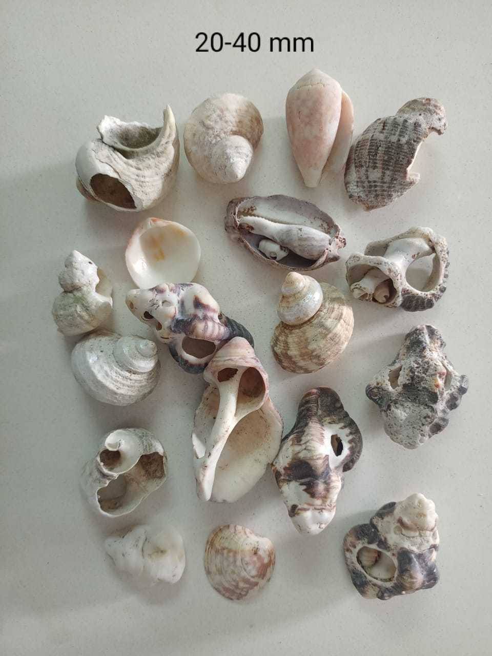 Crushed Seashell Mother Pearal For Floorind Handicraft