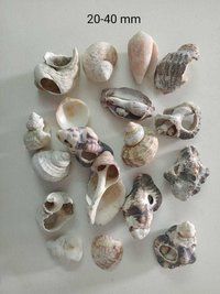 Crushed Seashell Mother Pearal For Floorind Handicraft art and craft hurbla medicines