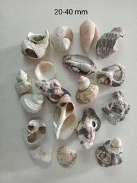 Natural High-quality Seashell - Mix Natural Colors, Available Sizes 25mm To 75mm, Ideal For Decorations, Aquariums, Fountains, And Home Furnishings