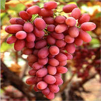 Crimson Seedless Grapes - Organic Green Grapes | Sweet Taste, Without Root, 7-10 Days Shelf Life