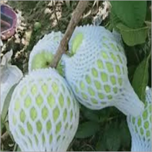 VNR Guava