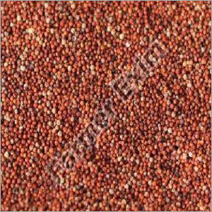 Finger Millet Seeds