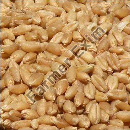 Wheat Seeds By FARMER EXIM