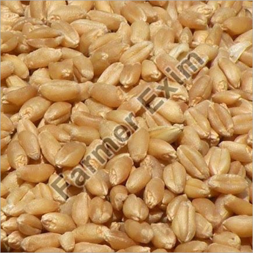 Wheat Seeds