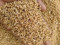 Wheat milling/lokwan All grades available