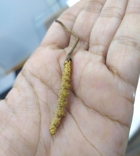 Cordyceps Sinensis