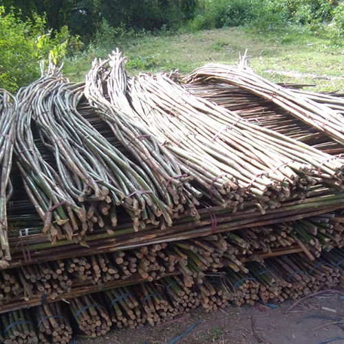 Rattan Cane Stick