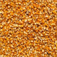 Dry Maize Seeds