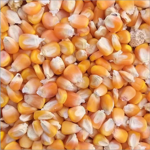 Dry Maize Seeds