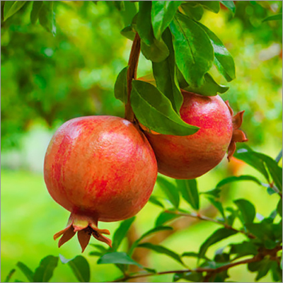 Fresh Pomegranate Origin: India