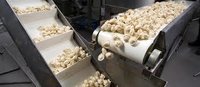 Food Grade Conveyor Belt