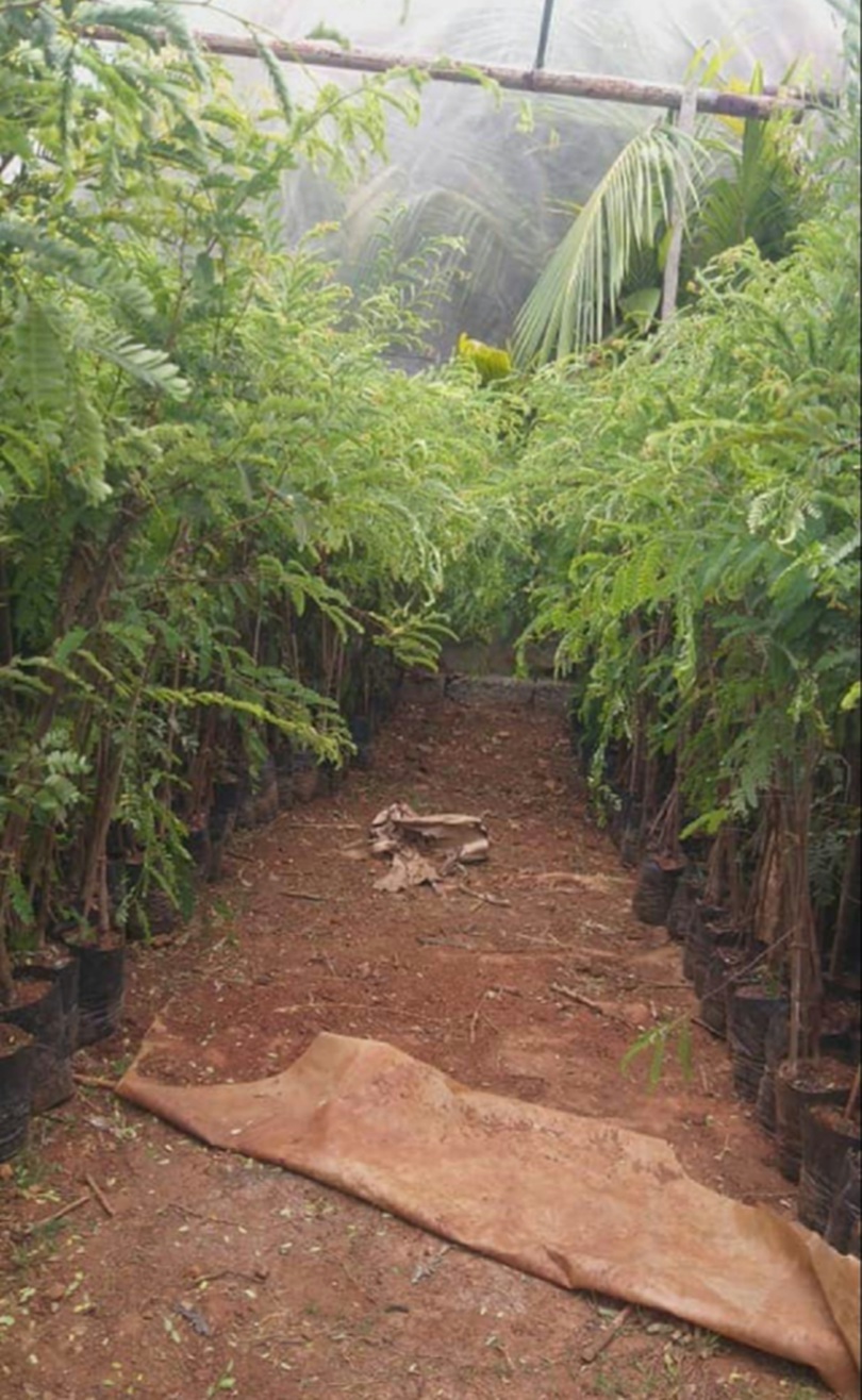 DESHI AAWLA PLANT