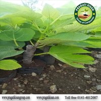 Anjeer Plants - 1-1.5 Feet Size, Green Color | Organic Fig Plant With 2-3 Years Shelf Life, Well Watered For Garden Use
