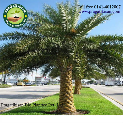 Khajoor Plants