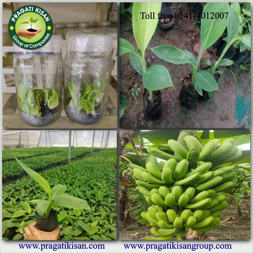 Green Banana Plants