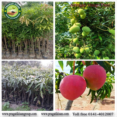 Green Mango Plants