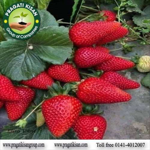 Green Strawberry Plants