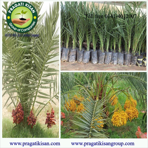 Green Date Palm Tissue Culture Plants