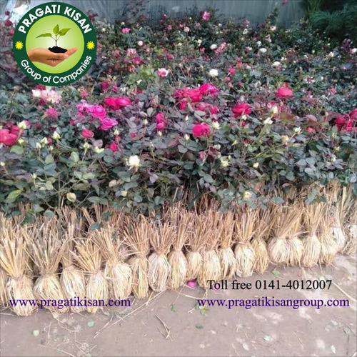 Green Full Sun Exposure Adenium Desert Rose Plant, For Gardening at Rs  150/piece in Ahmednagar