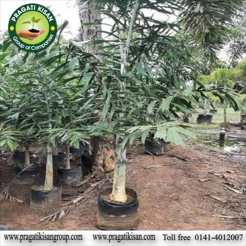 Green Foxtel Palm Plants