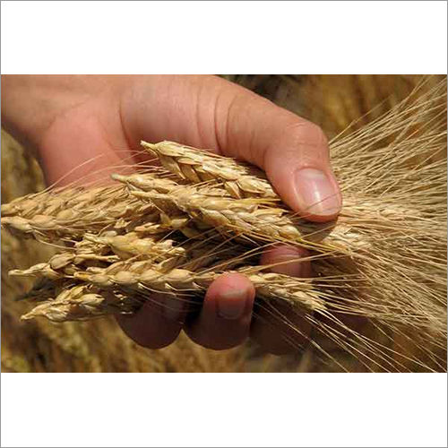 Wheat Barley