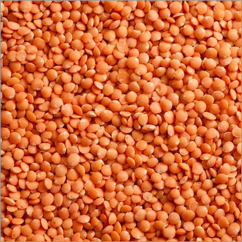 Red Lentils By SCHNEIDER ELECTRIC (CHINA) GROUP LIMITED
