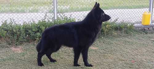 ROMERO (LONG COAT BLACK GERMAN SHEPHARD)