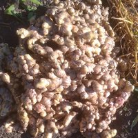 Fresh Natural Ginger