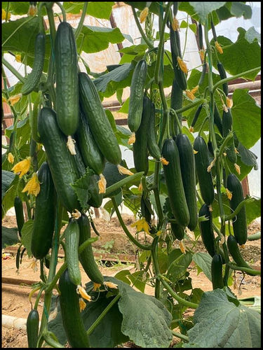 Cucumber F1 Murjan