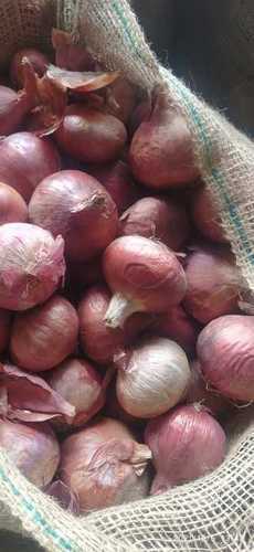 Onion suppliers