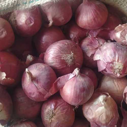 Garva onion