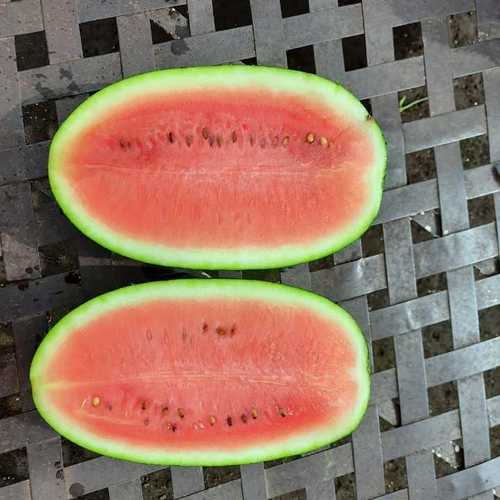 Watermelons supplier