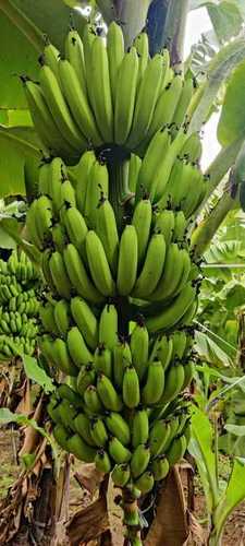 Fresh Banana suppliers