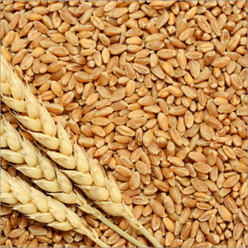 Sortex Wheat By PANKAJ AGRO PROCESSING PVT. LTD.