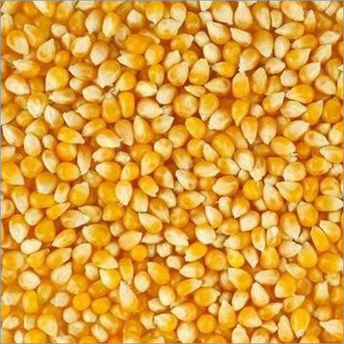 Yellow Maize By PANKAJ AGRO PROCESSING PVT. LTD.
