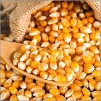 GMO Yellow Corn Animal Feed GMO