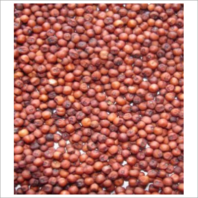Finger Millet
