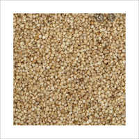 Little Millet
