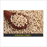 Fresh Jowar