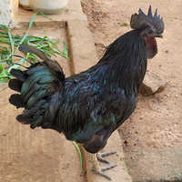 Kadaknath Chicken