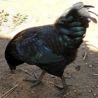 Poultry Kadaknath Chicken