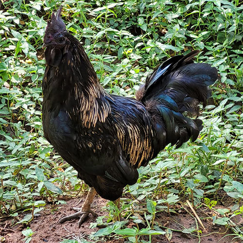Kadaknath Chickens